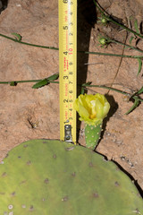 Opuntia rileyi