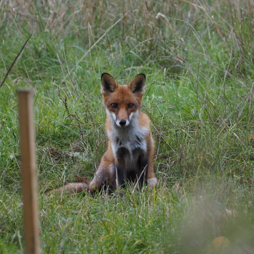 Red Fox