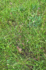 Orthocarpus bracteosus