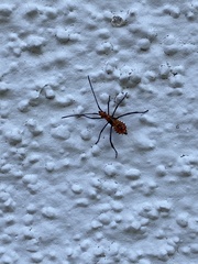 Leptoglossus
