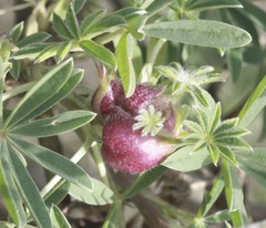 Dasineura lupini