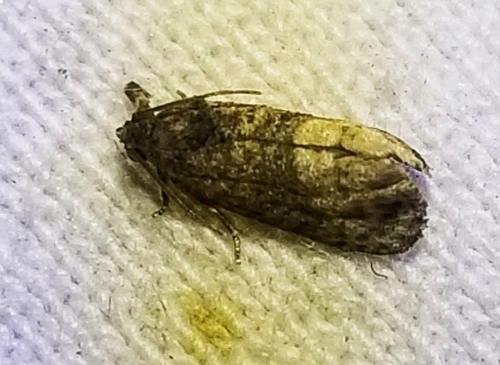 Bicolored Ecdytolopha Moth
