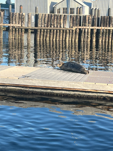 Pacific Harbor Seal