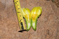 Opuntia rileyi