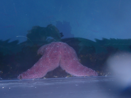 Ochre Sea Star