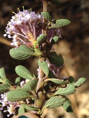 Ceanothus fresnensis