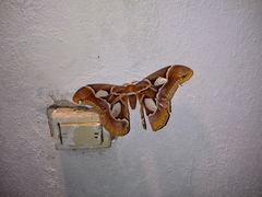 Rothschildia arethusa