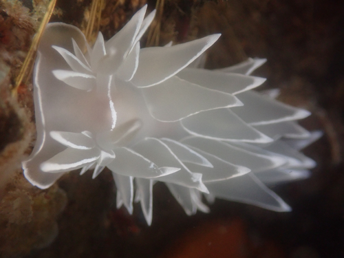 White-lined Dirona