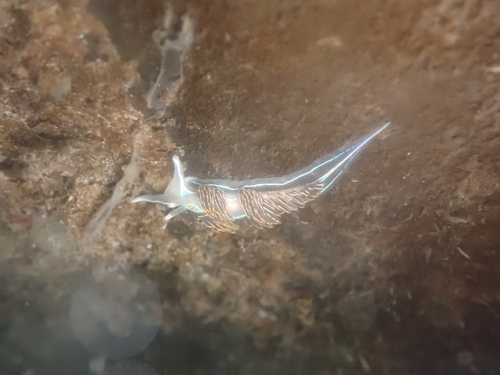Horned Nudibranch