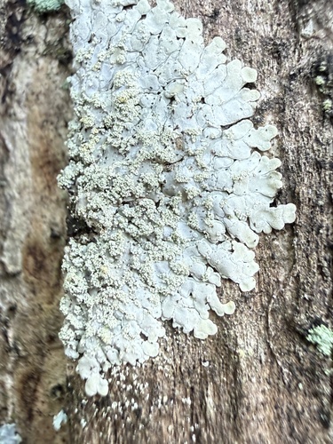 Pyxine cocoes observed 2026-10-15