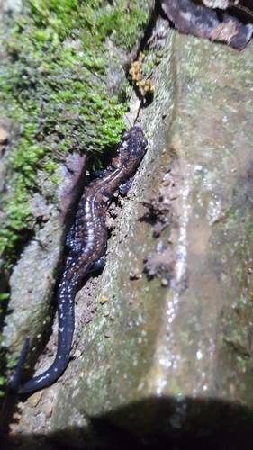 Plethodon ouachitae