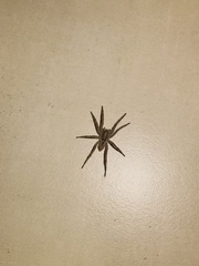 Lycosa erythrognatha