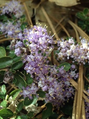 Ceanothus fresnensis