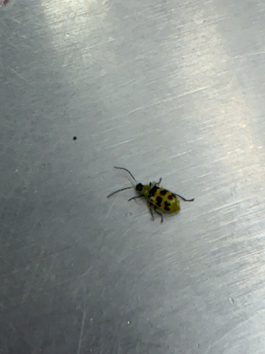 Spotted Cucumber Beetle