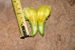 Opuntia rileyi