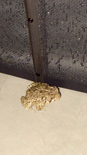 Woodhouse's Toad observed by jpstevenson