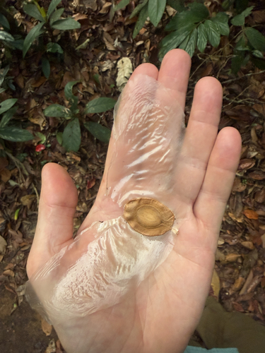 Alsomitra macrocarpa (Alsomitra macrocarpa)