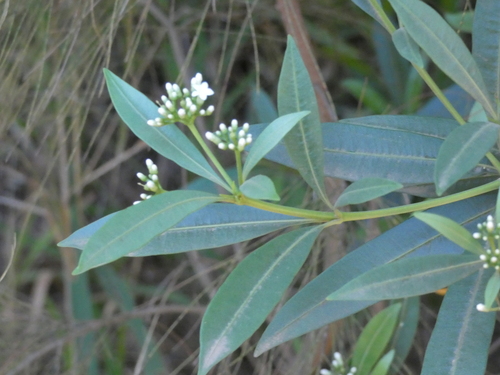 Rauvolfia semperflorens observed 2026-10-11
