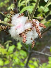 Callirhytis quercusoperator