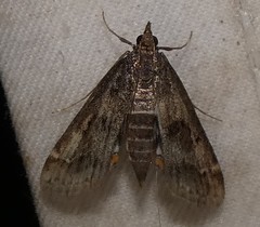 Parapoynx obscuralis