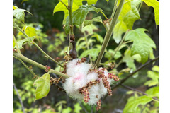 Callirhytis quercusoperator