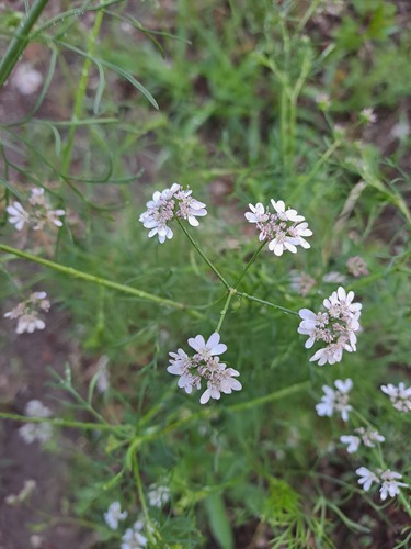 Coriandrum sativum observed 2026-10-15