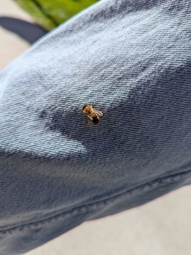 Western Honey Bee