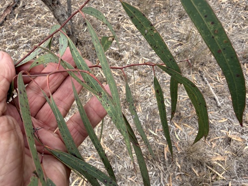 Eucalyptus exserta observed 2026-10-13