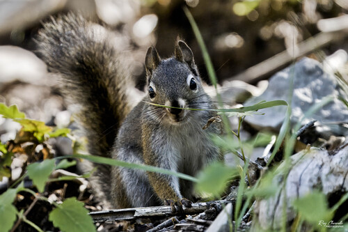 Fremont's Squirrel observed by raychiarello