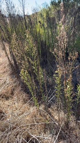 iNaturalist observation photo of asters and allies