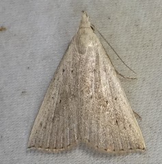 Macrochilo louisiana