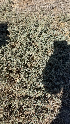 iNaturalist observation photo of Saltbushes