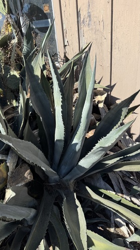 iNaturalist observation photo of century plants