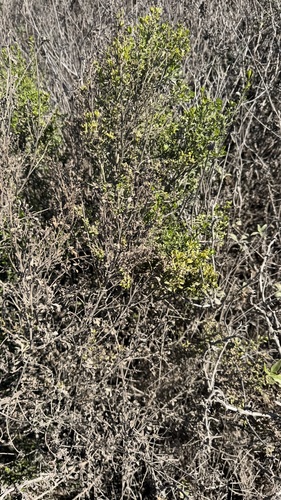 iNaturalist observation photo of Baccharis