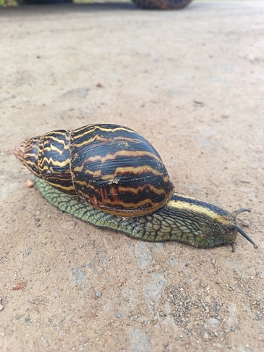Achatina zebra observed 2026-10-13