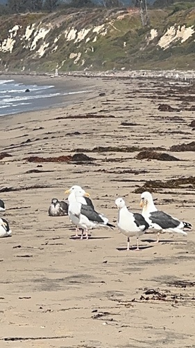 iNaturalist observation photo of Western Gull