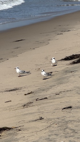 iNaturalist observation photo of Forster's Tern