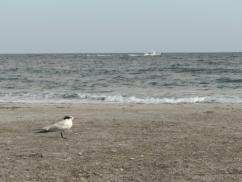 Caspian Tern