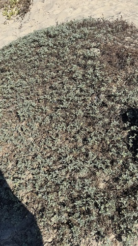 iNaturalist observation photo of Ragweeds