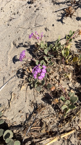 iNaturalist observation photo of sand verbenas