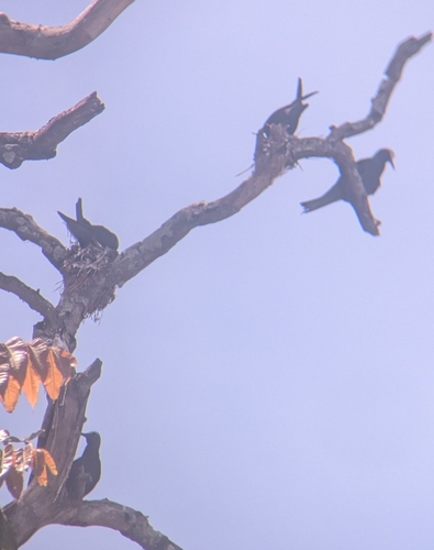 Anous minutus observed 2026-10-15