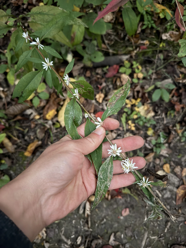 Urophyllum observed 2026-10-15