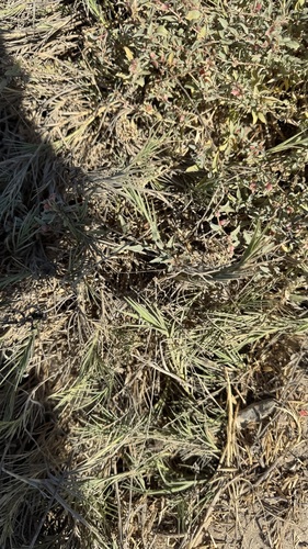 iNaturalist observation photo of Distichlis