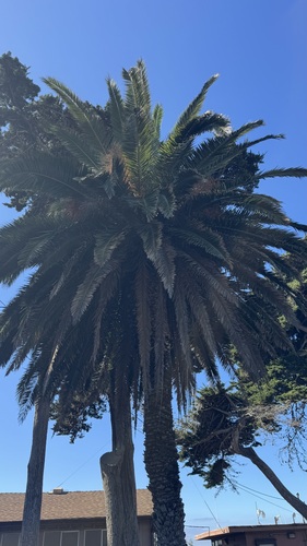 iNaturalist observation photo of date palms
