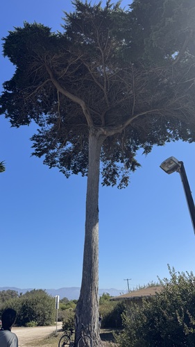 iNaturalist observation photo of western cypresses