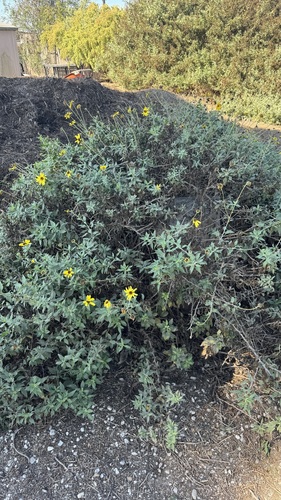 iNaturalist observation photo of brittlebushes