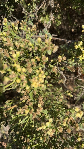 iNaturalist observation photo of coyote brush
