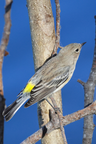 Yellow-rumped Warbler