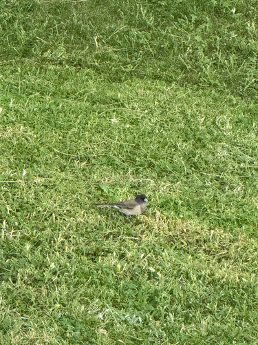 Dark-eyed Junco
