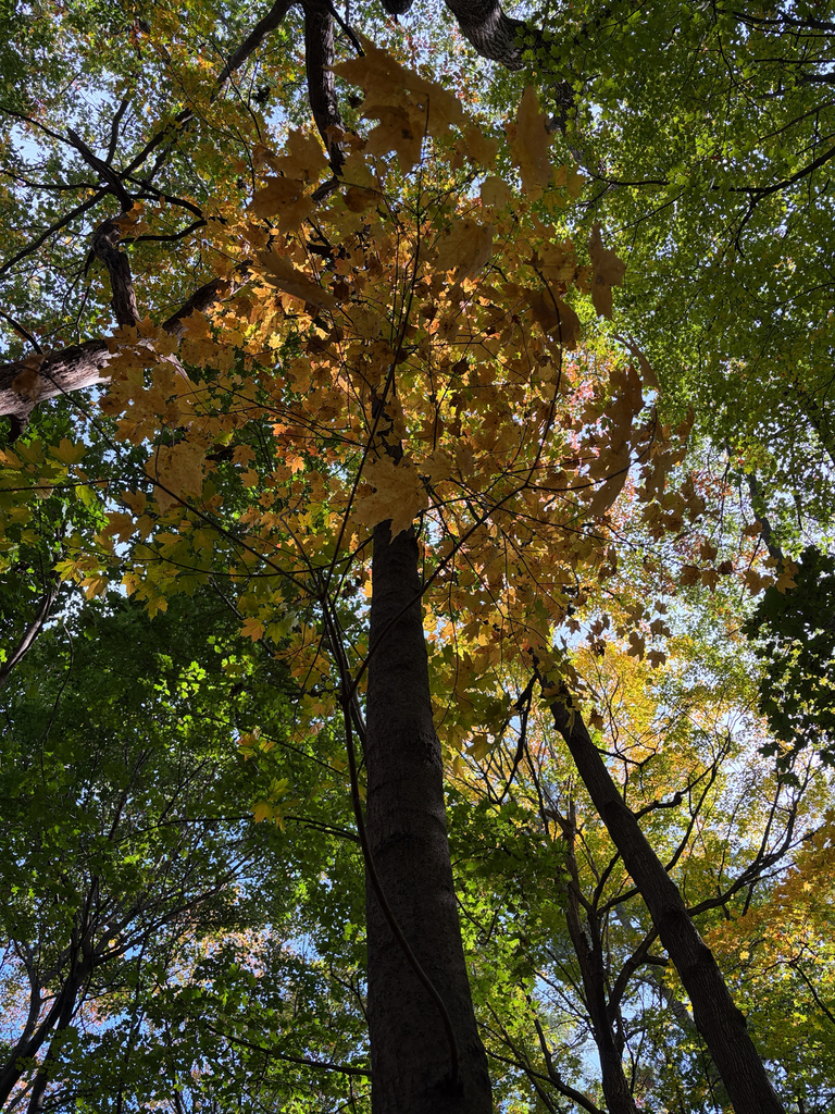 A photograph from Oct 15, 2026 near Burlington, Shelburne & Lake Champlain, where the observer’s point is approximate.